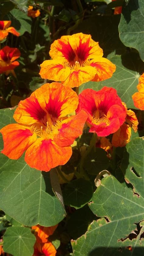 Santa Cruz Flowers Stock Photo Image Of Santa Beach 86409912