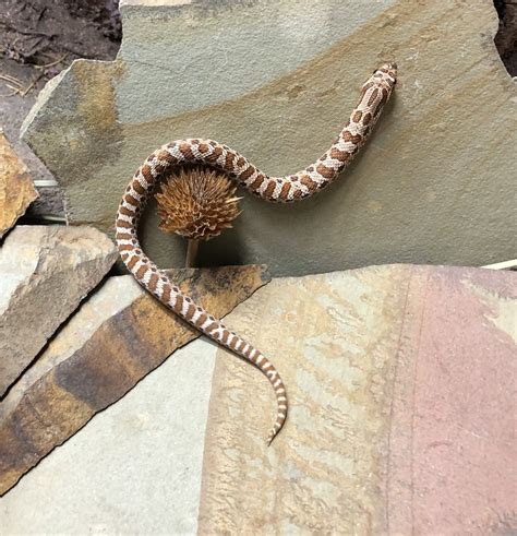 Dh Stormcloud Western Hognose By Prismatic Reptiles Morphmarket