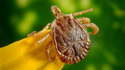 Tick Borne And Mosquito Borne Illnesses Are On The Rise In The United