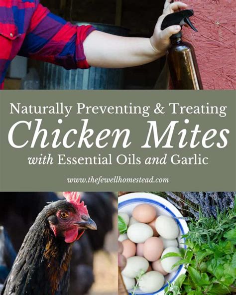 Treating Chickens With Mites At Nicholas Cameron Blog