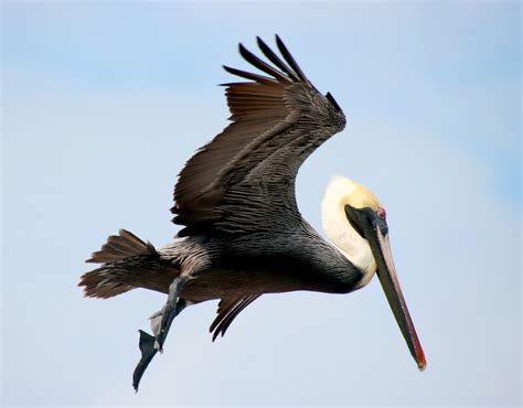 Bird Pelican Eastern Brown - Free photo on Pixabay - Pixabay