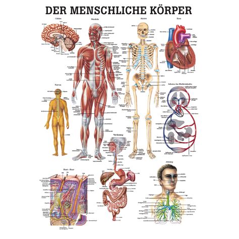 Anatomisches Miniposter Der Menschliche Körper Wissenladen