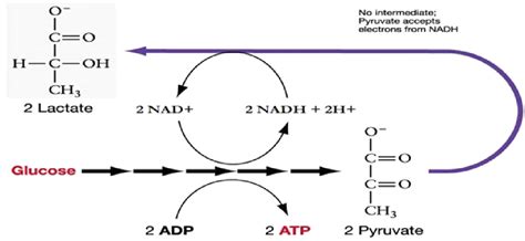 Chapter 11 Cellular Respiration Introduction To Molecular And Cell