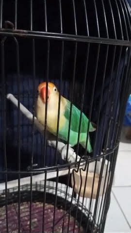 Lovebird Parblue Ngekek Panjang Cocok Untuk Pancingan Lb Ngekek