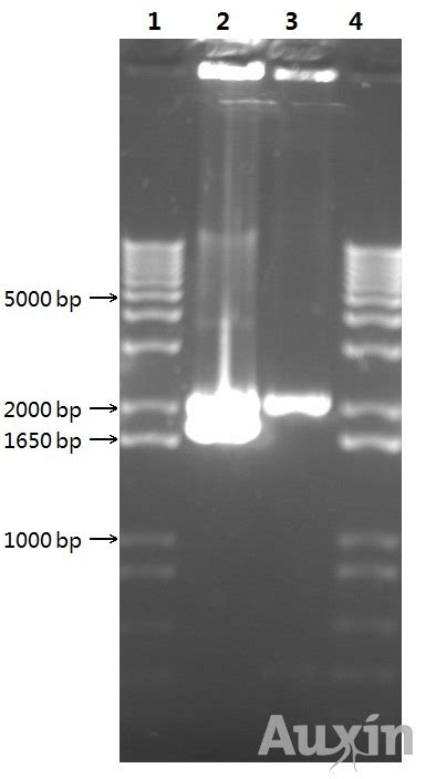 Team Imperial College London Project Chemotaxis Assembly Igem Org