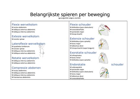 Belangrijkste Spieren Per Beweging Studocu