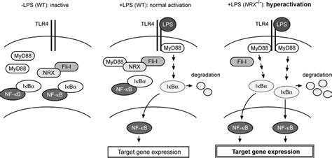 Schematic Illustration Of The Role Of Nrx Fli I And Myd88 On Tlr4