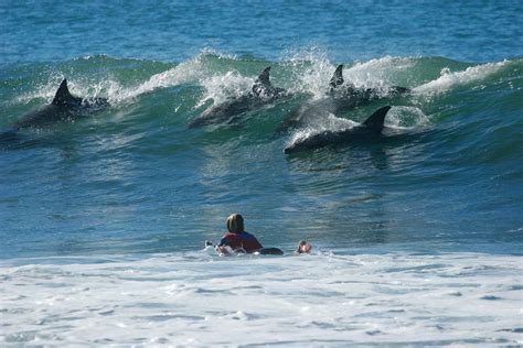 Things to do on the Dolphin Coast – Dolphin Coast KZN