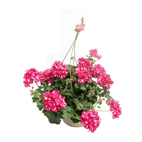 Ivy Geraniums Hanging Baskets