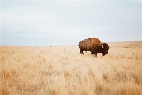 Let's Talk About Bison Recovery - The Wolf Center