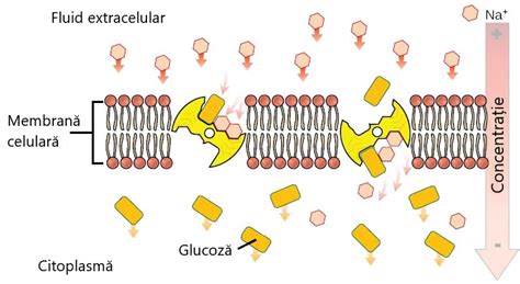Membrana Celular Partea A Iii A Transportul Activ Info Natura