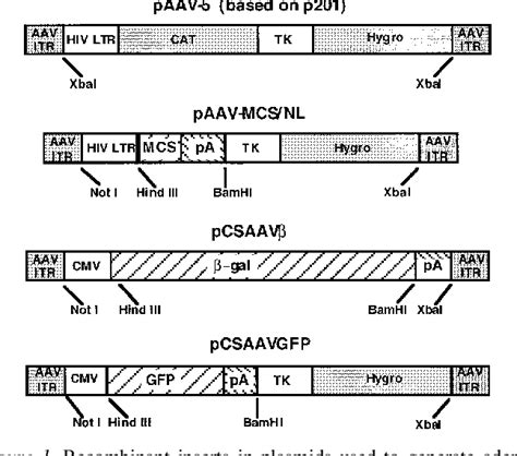 Figure 1 From Transduction Of Renal Cells In Vitro And In Vivo By Adeno