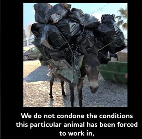 Obese Tourists Banned From Riding Greece S Santorini Donkeys Pet