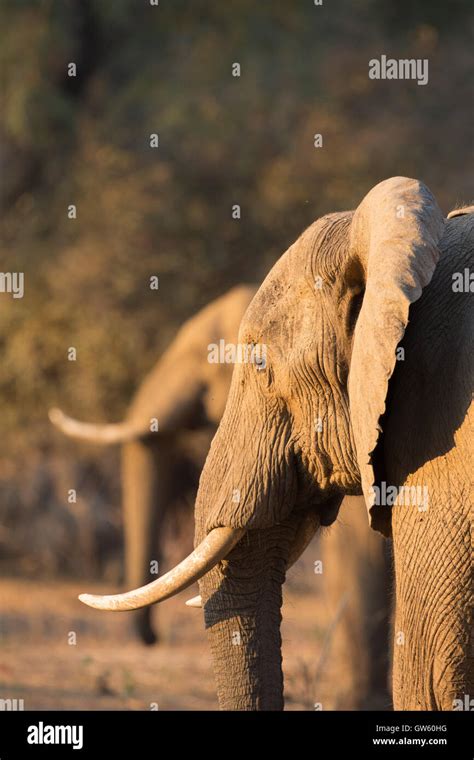 Two African Elephant Bulls Loxodonta Africana Move Together From Tree