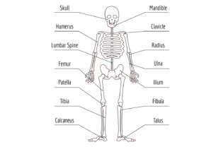 Human Bone Structure Skeleton Anatomy M Graphic By Vectortatu