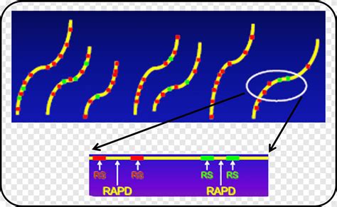 Rapd Genetic Marker Molecular Marker Polymorphism Genome Angle Text