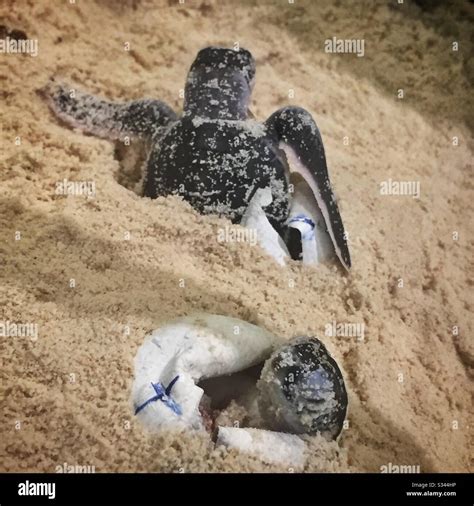 Sea Turtles Hatch Under Controlled Conditions For Study At The Seatru