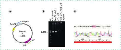 Site Directed Mutagenesis In An 11 Kb Plasmid With Two PCR Direct