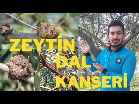 Zeytin Dal Kanseri Mücadelesi İlacı Teşhisi ve Korunma Yöntemi YouTube