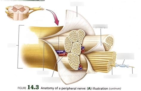 anatomy  peripheral nerve diagram quizlet