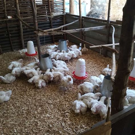 The Adoption Of Small Scale Poultry Farming Affluent Farmers
