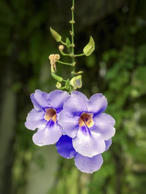 Esp Cies De Flores Trepadeiras Para Cultivar Em Vasos Paisagismo