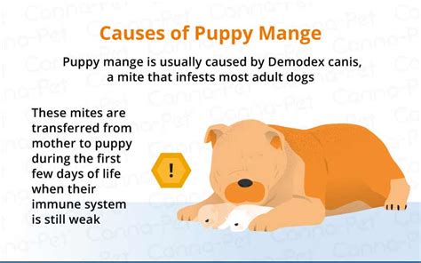 Mange in Dogs: Causes, Symptoms, & Treatment | Canna-Pet®