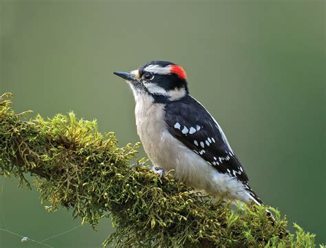 Cavity Nesting Birds And Small Woodlands Woodland Fish And Wildlife