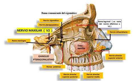 Ramas Colaterales Y Terminales Del Nervio Maxilar O V2 Dolopedia