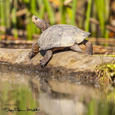 Smiling Turtle Scenes From A Kayak