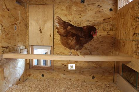 Chicken perches: What is a perch and why do your chickens need one? - Poules en Ville