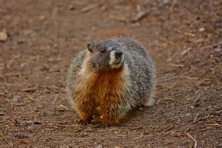 Wildlife in Sequoia National Park