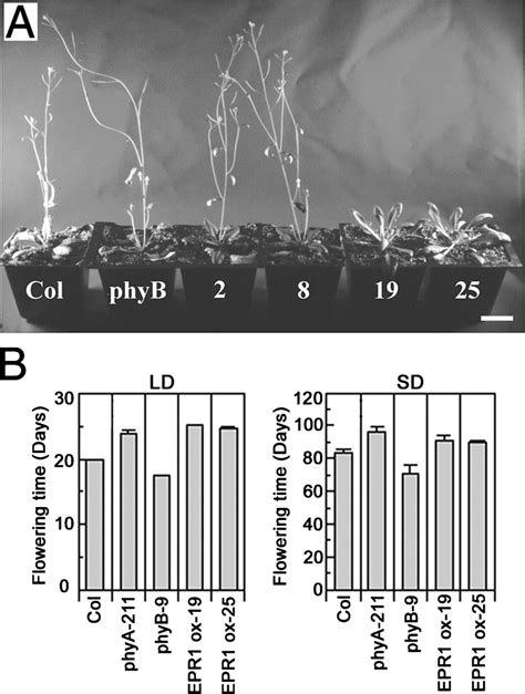 Late Flowering Phenotype Of Transgenic Arabidopsis Overexpressing EPR1