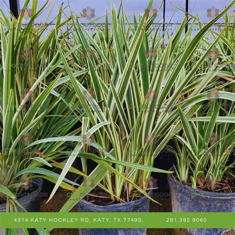 Variegated Flax Lily 3 Gallon – CMXOUTDOOR