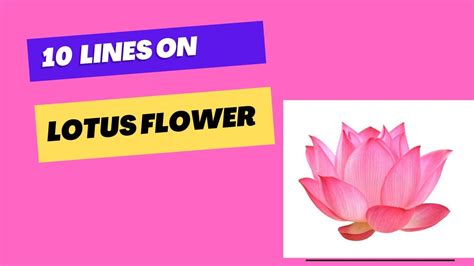 Essay On Lotus Flower In English Short Essay On Lotus Ayan