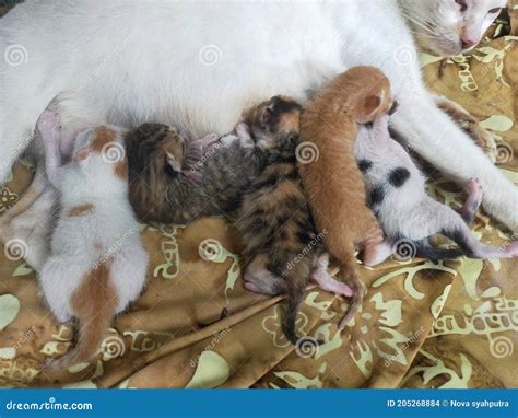 Baby Cat Sleep with Mom Him Stock Photo - Image of sleep, baby: 205268884