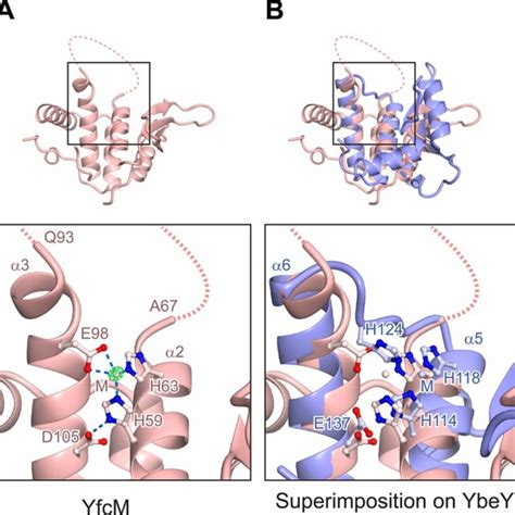 Co II Ion Coordination By YfcM The 2Fo Fc Electron Density Map