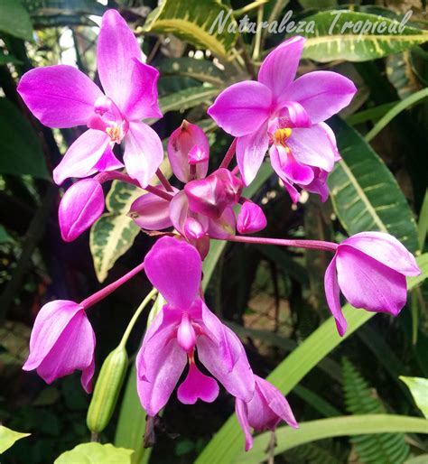 Galería de fotos de flores de Orquídeas