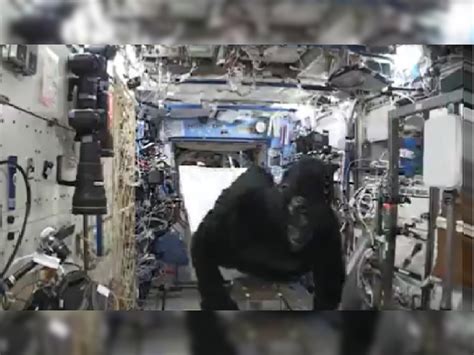 Bizarre Story Of Gorilla Suit In Space Station Nasa जब स्‍पेस स्‍टेशन