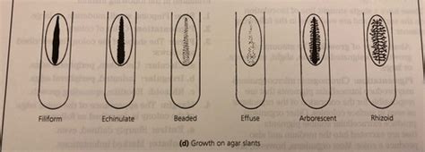 Lab 2 Methods For Identification Of Microorganisms And Microscopy