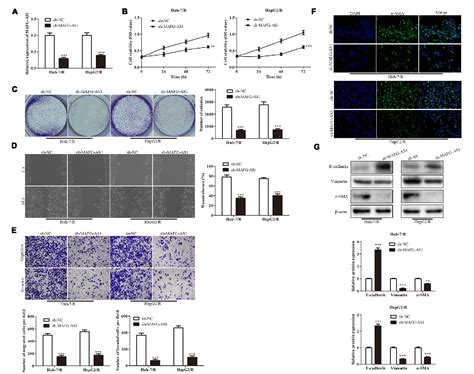 Figure 5 From Long Non Coding Rna Mafg As1 Promotes Cell Proliferation