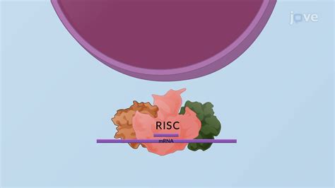 RNAi: Mechanism of Gene Silencing and Applications | Molecular Biology ...