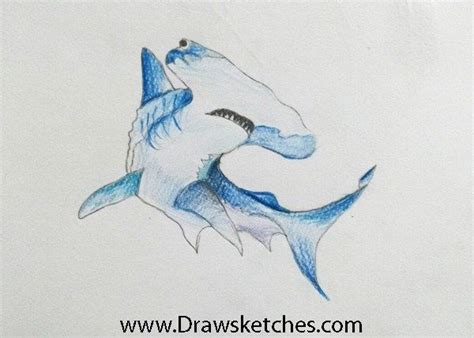 Great Hammerhead Shark Drawing At Paintingvalley Explore