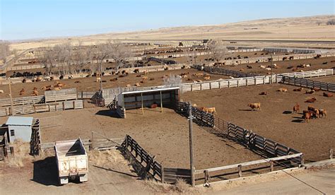 The Feedlot — Harding Land And Cattle Company