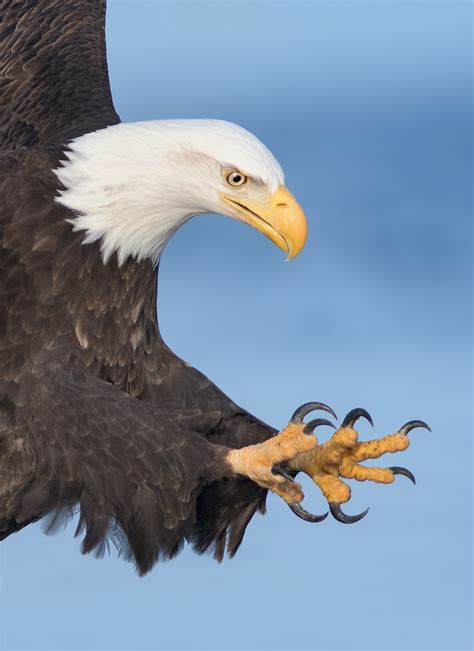 Fotógrafo de aves capta majestuosas águilas calvas cazando peces en los