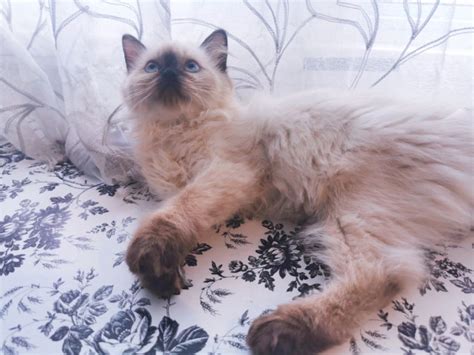 Extra Fluffy Purebred Himalayan Kittens Available Cats And Kittens