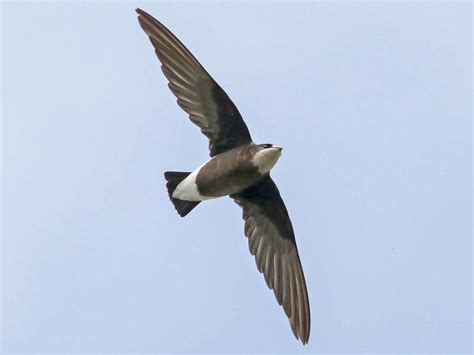 White-throated Needletail | NatureRules1 Wiki | Fandom