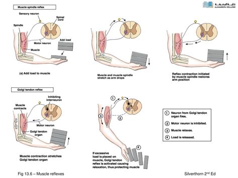 Ppt Spinal Cord Reflexes Powerpoint Presentation Free Download Id