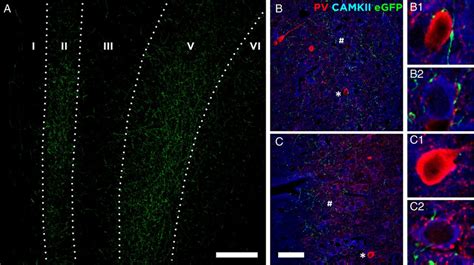 Characterization Of The Projection From The Bla To The Mpfc A Download Scientific Diagram