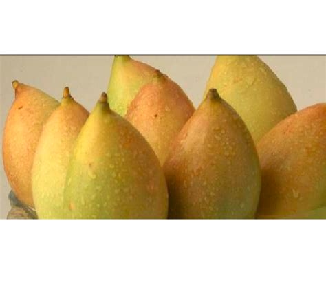 Totapuri Mango Pulp At Best Price In Chittoor By Sree Sannidhi Foods